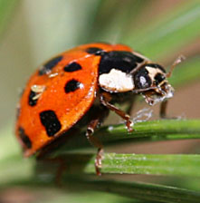 Asian Beetles-Ladybugs