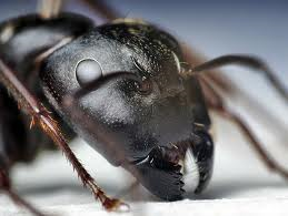 black carpenter ant